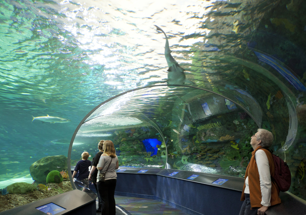 People Enjoying Ripleys Aquarium